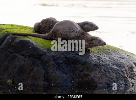 Femelle sauvage Otter (Lutra lutra) et son cub sur les rochers, île de Mull, Écosse Banque D'Images