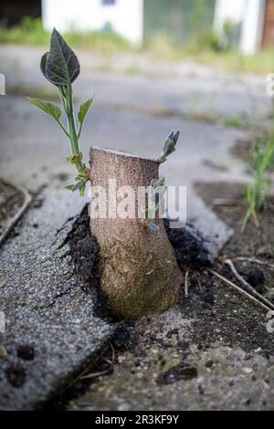 Village abandonné de Manheim près de la mine de lignite de Hambach à ciel ouvert au printemps 2023 Banque D'Images