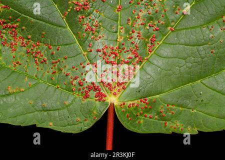 La vésicule biliaire de Sycamore, les dommages sur la feuille de Sycamore, les boutons ou les galettes rouges, la chevelure sur le dessous Banque D'Images