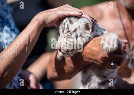 Tiger cub dans un zoo pour enfants Banque D'Images