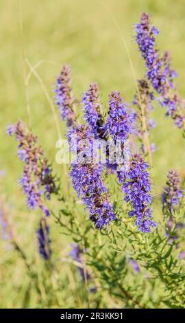 Ysop 'Hyssopus officinalis' Banque D'Images