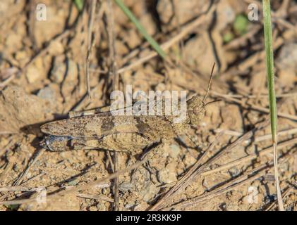 'Oedipoda caerulescens'. Banque D'Images