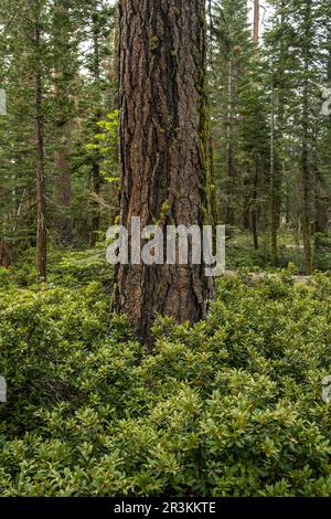 Forêt épaisse de Yosemite avec des pins et des buissons de Thorn blancs près du lac Laurel Banque D'Images