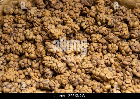 Haricots de kopi Luwak (cimet), Railaco, Timor-Leste Banque D'Images