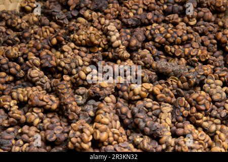 Haricots de kopi Luwak (cimet), Railaco, Timor-Leste Banque D'Images