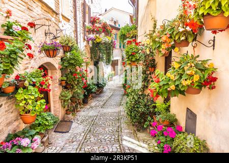 Fleurs dans l'ancienne rue située dans le village de Spello.Région de l'Ombrie, Italie. Banque D'Images