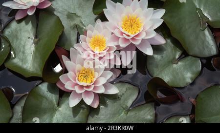 Fleur de lotus légèrement rose dans un habitat naturel. Eau sombre d'un étang avec de beaux nénuphars. Banque D'Images