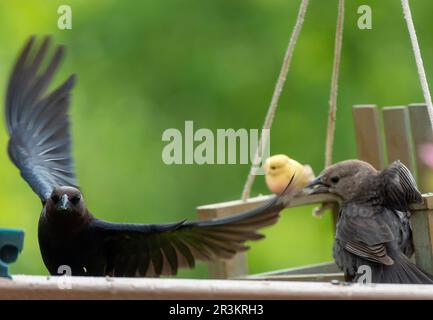 Les cowbirds mâles et femelles se battent Banque D'Images