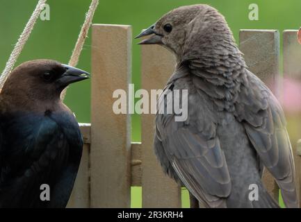 Les cowbirds mâles et femelles se battent Banque D'Images