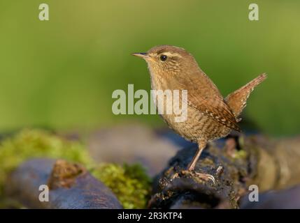 Pose verticale de petits wren eurasiens (troglodytes troglodytes) sur la perche mossy en lumière douce Banque D'Images