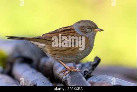 Cute Dunnock (prunella modularis) se dresse au-dessus de vieilles branches dans un environnement coloré d'ombre Banque D'Images