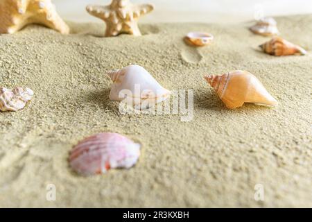 Coquillages et étoiles dans le sable. Banque D'Images