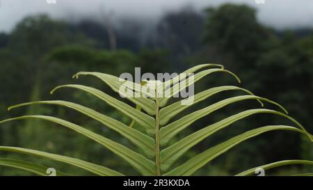 gros plan d'une fougères sur fond de forêt tropicale. tourné un jour couvert. Banque D'Images