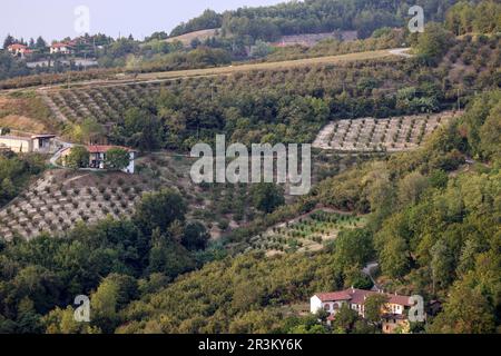 Bosquets de noisettes dans la région de Albaretto della Torre dans le Piémont, Italie Banque D'Images