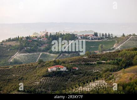 Bosquets de noisettes dans la région de Albaretto della Torre dans le Piémont, Italie Banque D'Images