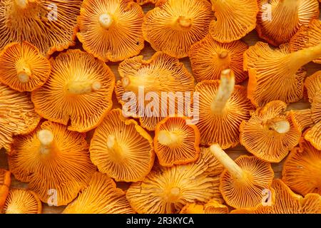 Chanterelle jaune fraîchement cueillie. Chanterelle ou girolles. Gros plan de champignons comestibles frais. Forêt de mucroo Banque D'Images