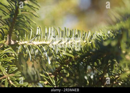 Abies koreana, sapin coréen, feuilles Banque D'Images