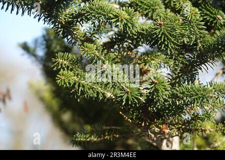 Abies koreana, sapin coréen, feuilles Banque D'Images