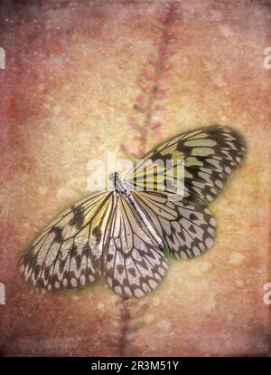 Un seul papillon de Nymph d'arbre (idée leuconoe) sur un fond de couleur rouille Banque D'Images