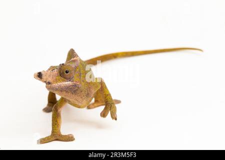 Caméléon Fischer Kinyongia fischeri isolé sur fond blanc Banque D'Images