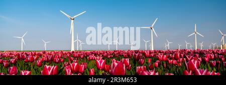 Éoliennes et champs de tulipes colorés pendant la saison de printemps, par une journée ensoleillée Banque D'Images