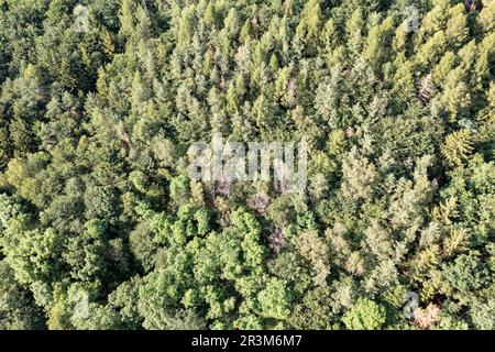 Vue aérienne de la forêt mixte en Allemagne Banque D'Images
