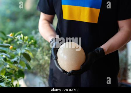 Un gros oeuf d'autruche dans les mains d'un chef, portant des gants noirs, le drapeau de l'Ukraine sur un T-shirt. Mise au point sélective douce. Banque D'Images