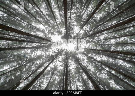 Vue sur la forêt de conifères avec brouillard près de Biberach Banque D'Images