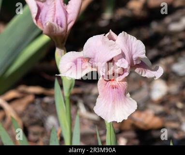 Iris « framboise » Banque D'Images