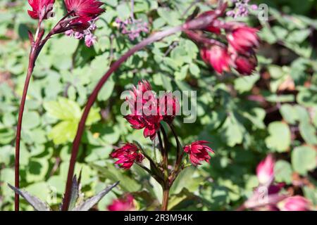 Etoile de rubis Astrantia Banque D'Images