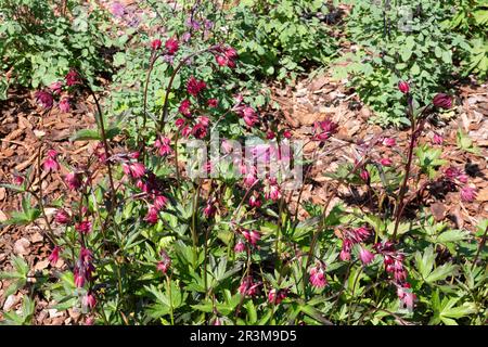 Etoile de rubis Astrantia Banque D'Images