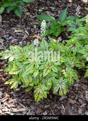 Tiarella 'et' Banque D'Images
