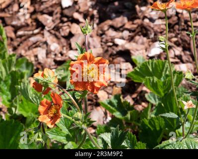 Geum coccineum « Reine de l'orange » Banque D'Images