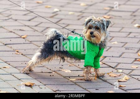 Yorkshire Terrier sur une promenade en laisse et dans un sweat-shirt de fantaisie. Race britannique de chien jouet de type terrier Banque D'Images