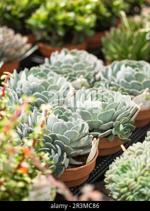 Plusieurs plantes succulentes dans des pots dans le fond de magasin de jardin. Vue avant Banque D'Images