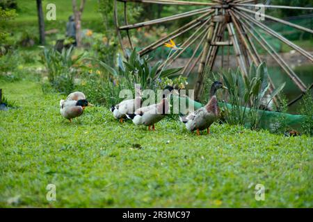 Troupeau de canards colverts paître dans le jardin. Canard colvert marchant sur l'herbe. Banque D'Images