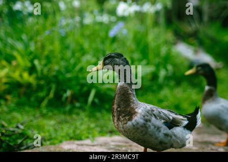 Troupeau de canards colverts paître dans le jardin. Canard colvert marchant sur l'herbe. Banque D'Images