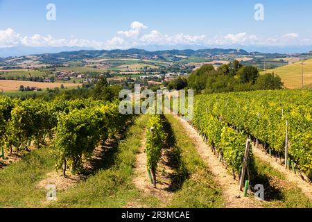 Vignoble Barbera dans la région Piémont, Italie. Paysage de campagne dans la région de Langhe Banque D'Images