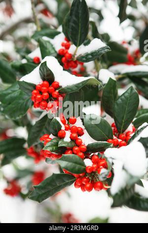 Fruits rouges Holly de Noël, plante Ilex aquifolium. Feuillage vert Holly avec baies rouges matures. Ilex aquifolium ou Noël ho Banque D'Images