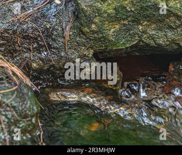 Un serpent d'eau nageant dans l'eau Banque D'Images