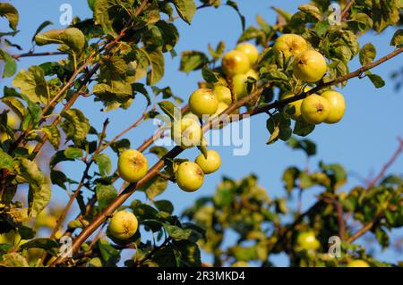 Pommes de crabe (Malus sylvestris) fruits mûrs poussant sur l'arbre hedgerow, Berwickshire, Écosse, octobre 2006 Banque D'Images