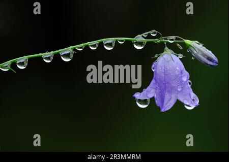 Harebell (Campanula rotundifolia) une fleur pesée avec des gouttes de pluie, Inverness-shire, Écosse, août 2008 Banque D'Images