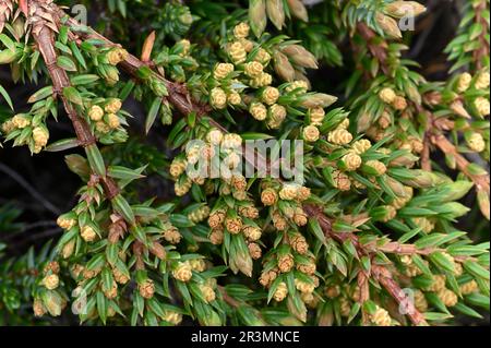 Juniper (Juniperus communis) gros plan de fleurs sur un arbuste qui pousse près du chemin de Pony, Beinn Eighe NNR, Kinlochewe, Écosse, mai 2022 Banque D'Images