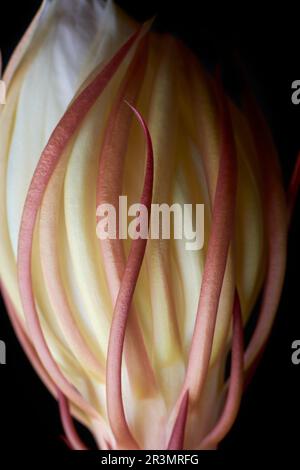 gros plan macro vue du bourgeon de fleur de cereus de nuit sur le point de fleurir isolé sur fond noir, aussi appelé reine de la nuit Banque D'Images