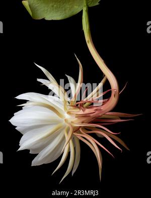vue arrière de la fleur de cereus de nuit-floraison isolée sur fond noir, aka reine de la nuit, unique rarement des fleurs Banque D'Images
