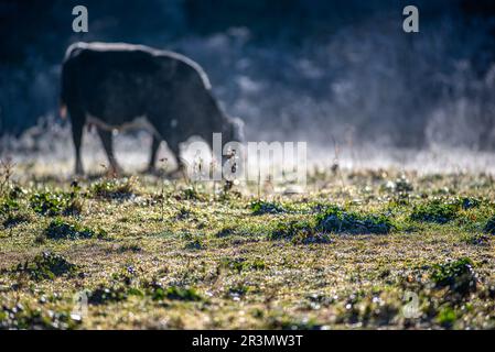 Gèle tôt le matin avec des vaches sur une ferme Banque D'Images