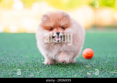 Un chiot de Poméranie heureux traverse une pelouse artificielle lors d'une journée ensoleillée à côté d'une balle de chien orange Banque D'Images