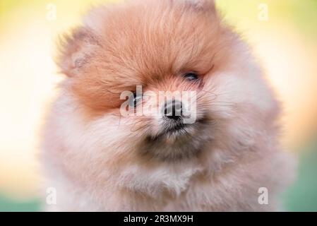 Portrait d'un chiot pomeranien à poils rouges en gros plan Banque D'Images