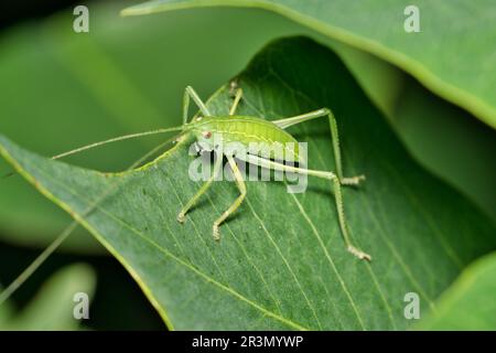 Katydid nymph (Tettigonidae) dans le feuillage dense des feuilles de suif chinois. Également appelé Crickets de Bush aux États-Unis. Insecte camouflé dans son habitat naturel. Banque D'Images