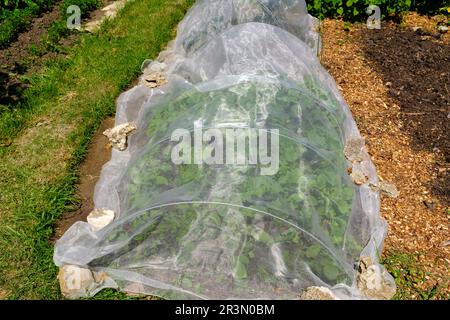 Légumes poussant sous une protection, couverture, polaire. Banque D'Images